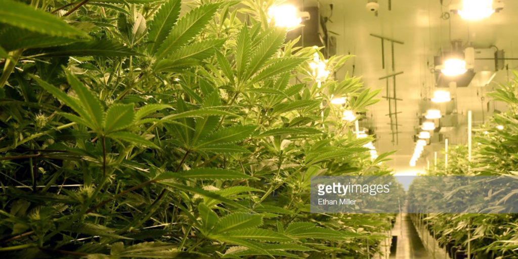 Las Vegas Area Marijuana Cultivation and Distribution Facilities interior